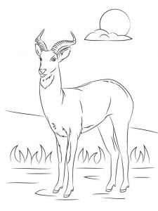 Antelope coloring page - picture 27
