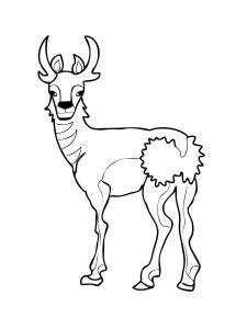 Antelope coloring page - picture 30