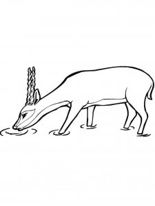Antelope coloring page - picture 31