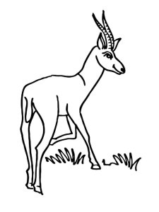 Antelope coloring page - picture 32