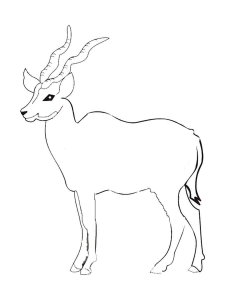 Antelope coloring page - picture 35