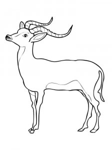 Antelope coloring page - picture 7
