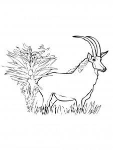 Antelope coloring page - picture 9