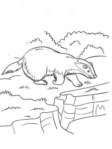 Badger coloring page - picture 11