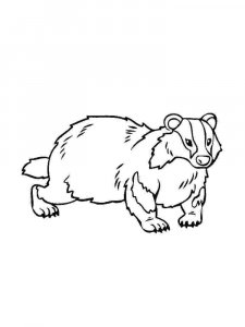 Badger coloring page - picture 12