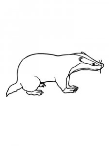 Badger coloring page - picture 13