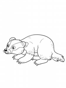 Badger coloring page - picture 18