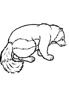 Badger coloring page - picture 20
