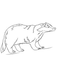 Badger coloring page - picture 24