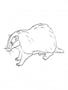 Badger coloring page - picture 4