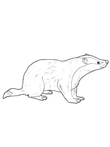 Badger coloring page - picture 5