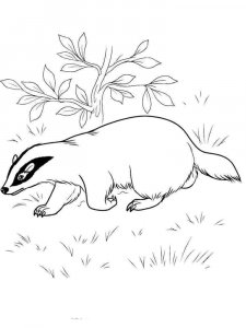 Badger coloring page - picture 6
