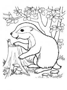 Badger coloring page - picture 9