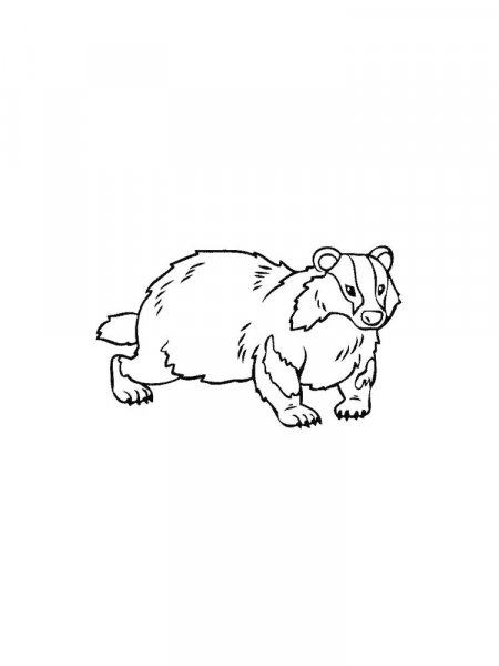 Badger coloring pages