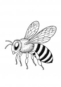 Realistic bee flying coloring page