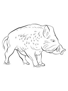 Boar coloring page - picture 1