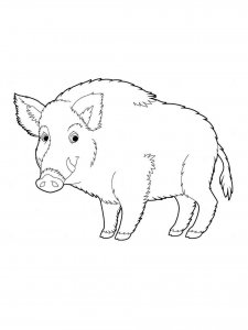 Boar coloring page - picture 10