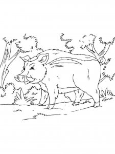 Boar coloring page - picture 11