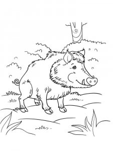 Boar coloring page - picture 13