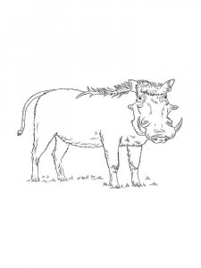 Boar coloring page - picture 23