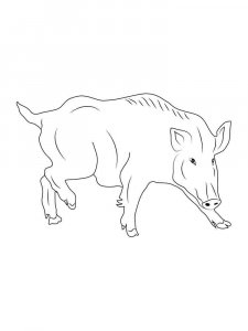 Boar coloring page - picture 24