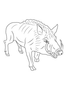 Boar coloring page - picture 27