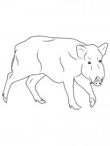Boar coloring page - picture 28