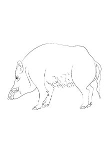 Boar coloring page - picture 29