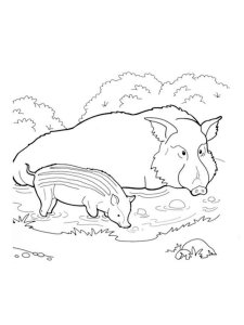 Boar coloring page - picture 5