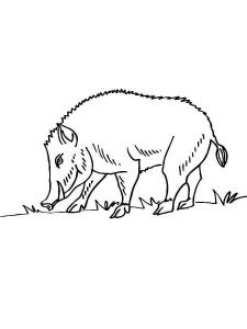 Boar coloring page - picture 6