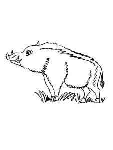 Boar coloring page - picture 7