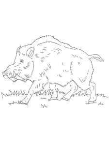 Boar coloring page - picture 8