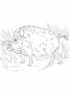 Boar coloring page - picture 9