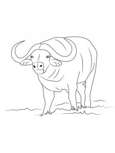 Buffalo coloring page - picture 1