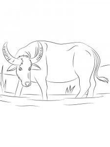 Buffalo coloring page - picture 11