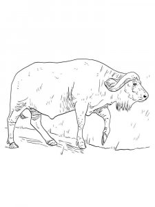 Buffalo coloring page - picture 13
