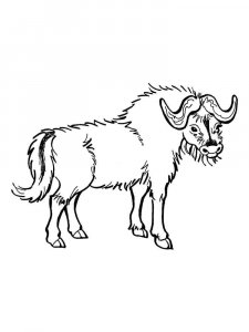 Buffalo coloring page - picture 14