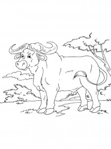 Buffalo coloring page - picture 15