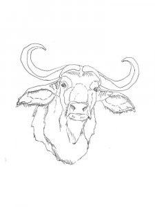 Buffalo coloring page - picture 16