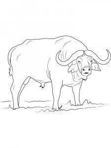 Buffalo coloring page - picture 17