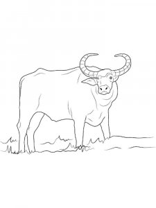 Buffalo coloring page - picture 18