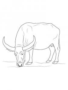 Buffalo coloring page - picture 19