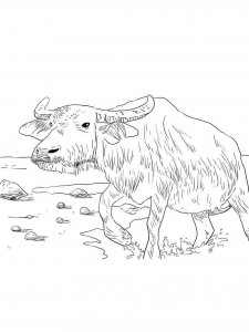 Buffalo coloring page - picture 20