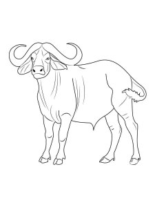 Buffalo coloring page - picture 23