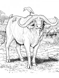 Buffalo coloring page - picture 8