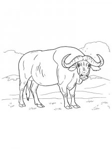Buffalo coloring page - picture 9