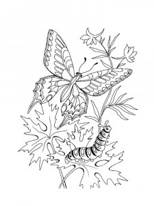 Butterfly coloring page - picture 65