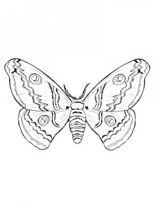 Butterfly coloring page - picture 66