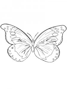 Butterfly coloring page - picture 67