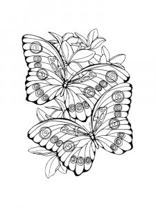 Butterfly coloring page - picture 73